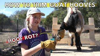 How To Trim Nigerian Dwarf Goat Hooves | Goat Care 101