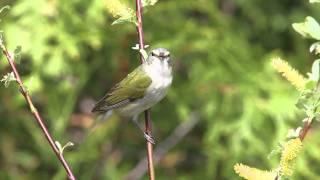 Tennessee Warbler