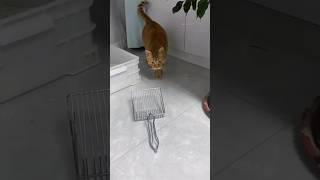 Mischievous cat #funny #cuteanimals #cat #cute