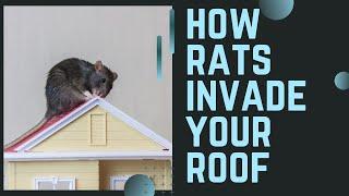 RATS IN YOUR ATTIC? Unsolvable 5 year rat infestation SOLVED in ONE DAY!