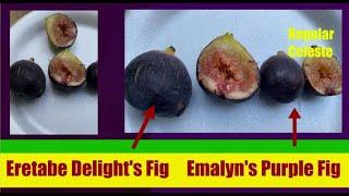 Eretabe's Delight Fig.  Emalyn’s Purple Fig