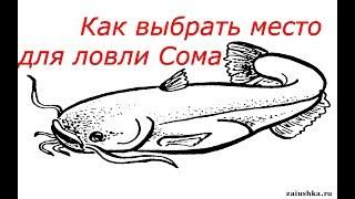 Ловля Сома для начинающих. Как выбрать место для ловли Сома. Catfish.