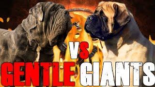 Neapolitan Mastiff vs English Mastiff | English Mastiff vs Neapolitan Mastiff  | Billa Boyka |