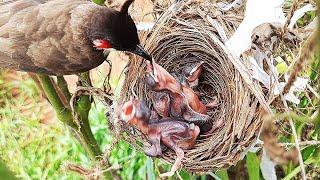 Baby Bird trying to PUSH its Sibling OUT || Birds in the Nest | Bulbul bird