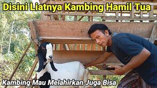 Ciri Ciri Kambing Hamil Tua 3 Minggu Sebelum Melahirkan‼️Kapan Kapuran Kambing Besar