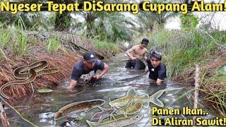 SESER, PASANG TAJUR DAN MANCING IKAN APAPUN DI ALIRAN KEBUN SAWIT