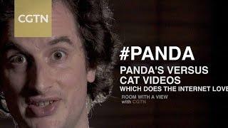 Room with a View: Why are pandas so popular online?