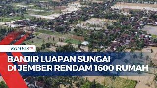 Pantauan Udara Banjir 'Mendadak' di Jember, Rendam 1.600 Rumah Warga