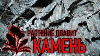 Растение плавящее камень | Древние технологии