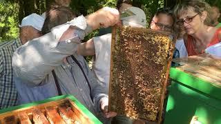 Live Demonstration am Bienenvolk Teil 2 - ein mittelstarkes Volk. Ludwig Armbruster Imkerschule