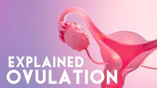 What is Ovulation and how it works? | Ovulation explained