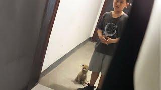 Abandoned at school, the puppy tried to run after the 8th grade student asking for help