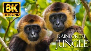 Rainforest Jungle 8K ULTRA HD - Wonderful Wildlife Movie | Under The Mysterious Forest