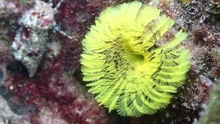 Coral Citizen | Yellow Fanworm and Gray Leg Hermit Crab | 4.9.2023