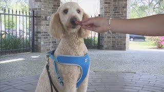 St. Andrew elects new dog mayor