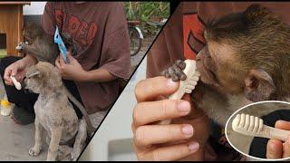 Baby monkey Nahu and dog Kiki received super cute toothbrushes from Huong