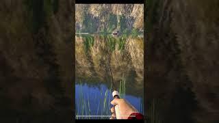 Fishing for grayling. Сatching grayling in the river on spinning. RF4  #shorts #fishing #gaming