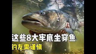 這些8大牢底坐穿魚，釣友需謹慎！每條都是“國保” #賣錢 #休閑 #農村 #中魚 #黑坑盤老板