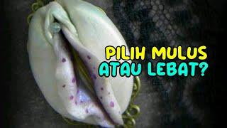 Edukasi Pasutri - Pilih Mulus atau Lebat?