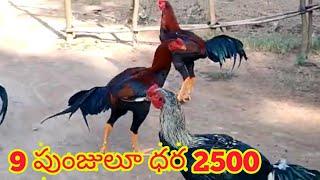 SANKRANTHI PUNJULU 9515129641 NATUKOLLU