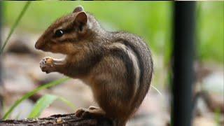 Baby Chipmunk | Animal Planet