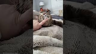 sleepy kitty #cat  ASMR