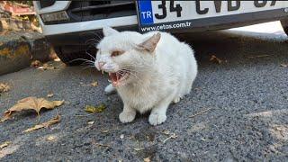 The world's most angry, wild and sweet white cat.