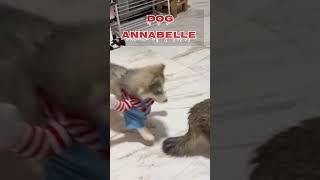 Cute Dog Annabelle | Scary Funny Dog #dogshorts #dogs #dogfight