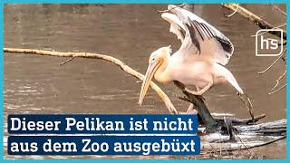 Woher kommt der rosa Pelikan in Frankfurt und überlebt er den Winter? | hessenschau