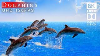 Dolphin Paradise in 8K HDR - Stunning Underwater Footage of Dolphins