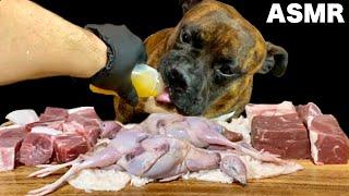 MUKBANG ASMR Dog eating Honey jelly style&Raw Meats!  【American Bully】