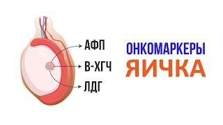 Рак яичка. 3 главных онкомаркера и их роль в диагностике семиномы и несиминомных опухолей яичка