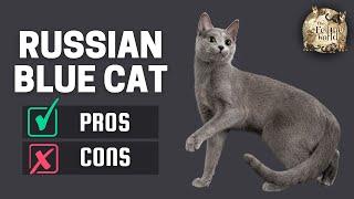 Russian Blue Cat: The Pros & Cons of Owning One