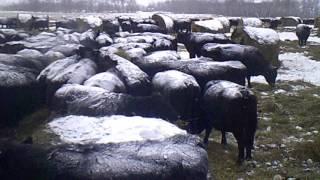 Bale Graze Time Lapse - Feb 2017 (1X speed)