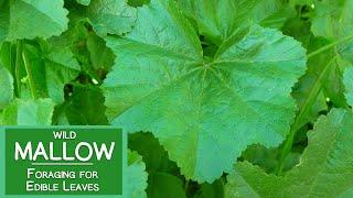 Mallow Plant Nutrition, Foraging for Wild Edible Malva Leaves