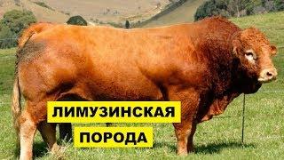 Разведение Лимузинской коровы как бизнес идея | Лимузинская корова