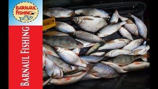 ВОТ ТЕБЕ И БЕЗМОТЫЛКА!! ПЛОТВА,ОКУНЬ! Зимняя рыбалка (Barnaul Fishing)