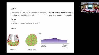 MMV | Dr. Daria Stepanova | Open Problem/Discussion: Modelling cell turnover in the intestinal...