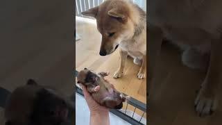 Shiba Inu puppy meeting Daddy 