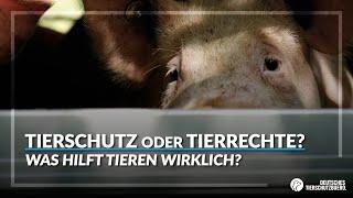 Tierschutz oder Tierrechte: Was hilft Tieren wirklich?