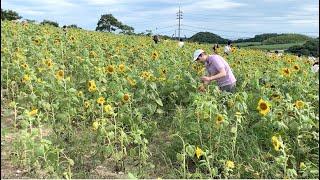 Japan | Fuchs Museum und Sonnenblumen pflücken | Aichi Ausflug Travel VLOG