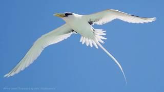 White-tailed Tropicbird