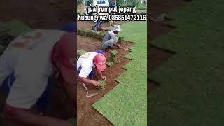 jual rumput taman sumenep madura jual rumput gajah mini rumput jepang sumenep