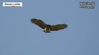 Short-Toed Eagle in Flight and Perching