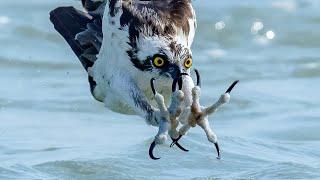 Insane Osprey Feeding Frenzy - Fall Mullet Migration - Sharks Galore - Sony A9 - A7RIV