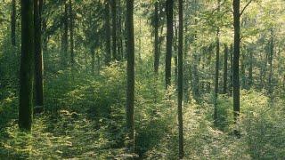  Deep Nature Experience - Relaxing Nature Sounds - Woodland Ambience