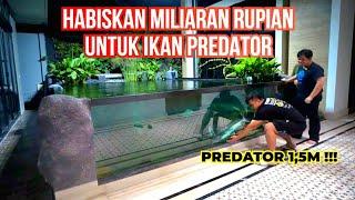 MEGATANK 120 TON SULTAN BOJONEGORO - IKAN PREDATOR LANGKA DAN TERBESAR ADA DISINI