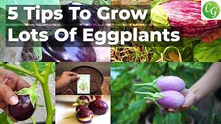 5 Essential Eggplant Growing Tips for a Bountiful Harvest! 