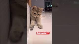 anak kucing meong meong || kitten meowing #shorts #short #meow #cats