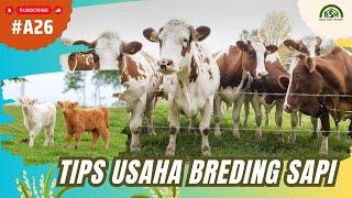 Tips Usaha Ternak Sapi Sistem Breeding